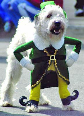 St. Patrick's Day dog